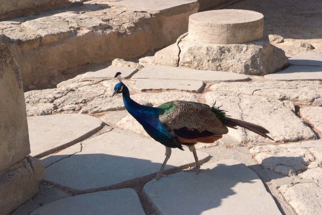 The image shows a peacock walking on the stone pavement at Knossos Palace, with ancient ruins in the background.