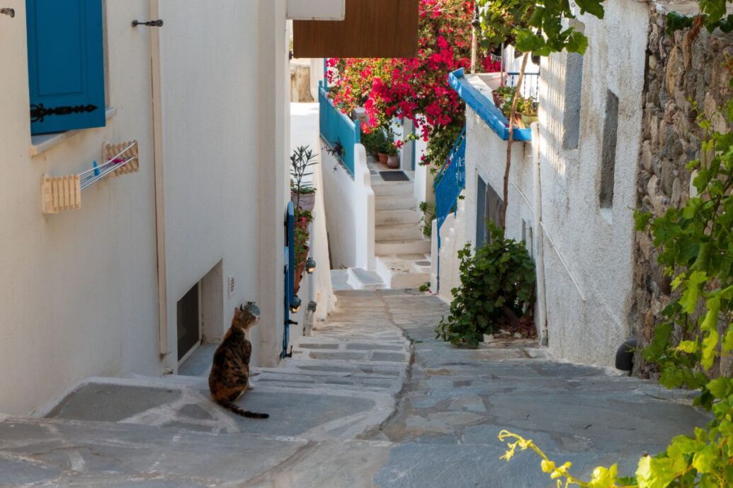 A charming narrow alley in Naxos Chora, lined with whitewashed buildings, vibrant bougainvillea, and a solitary cat sitting on the stone pathway.