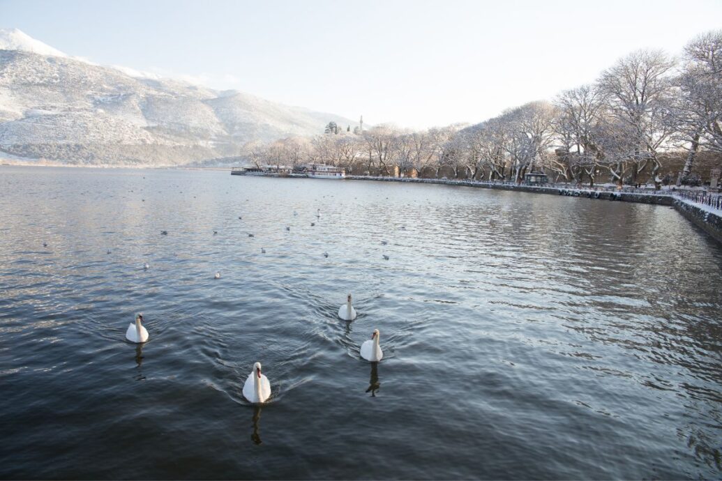 A peaceful winter scene at Lake Pamvotida in Ioannina, Greece, with swans gliding on the water and snow-covered trees lining the lakeshore.