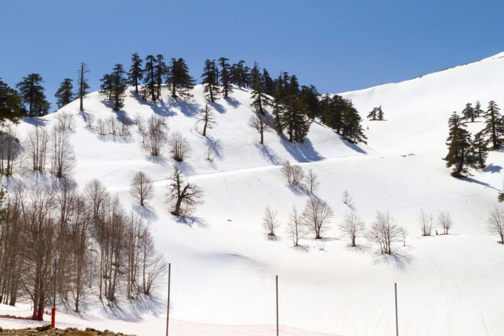 A snowy mountainside at Vasilitsa, Greece, with scattered bare trees and pine trees dotting the slope under a clear blue sky.